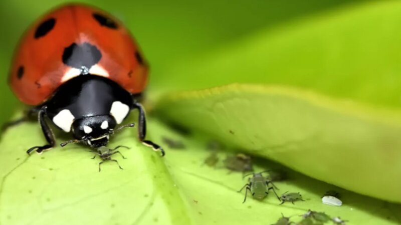 Ladybug Leaf