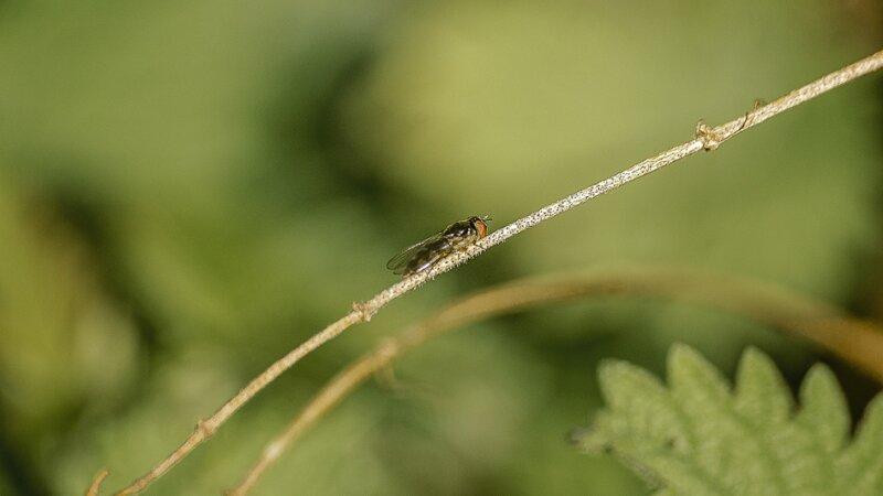 Midge