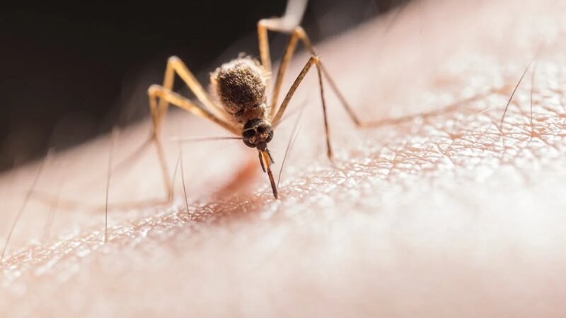Mosquito biting on skin