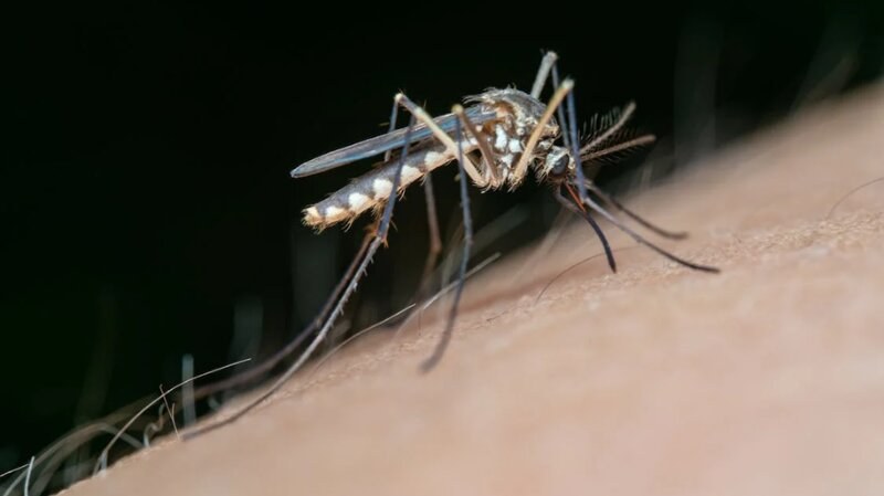 Mosquto