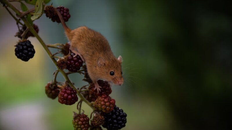 Mouse on a branch