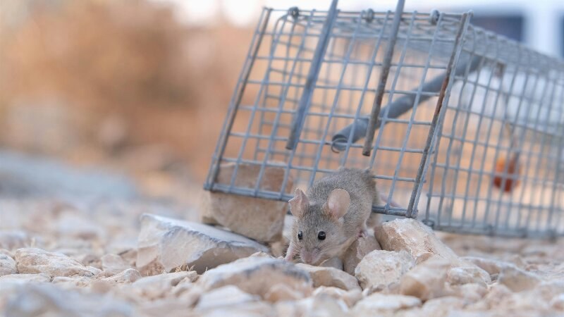 Mouse Trap