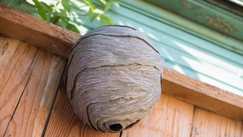 Nest Removal