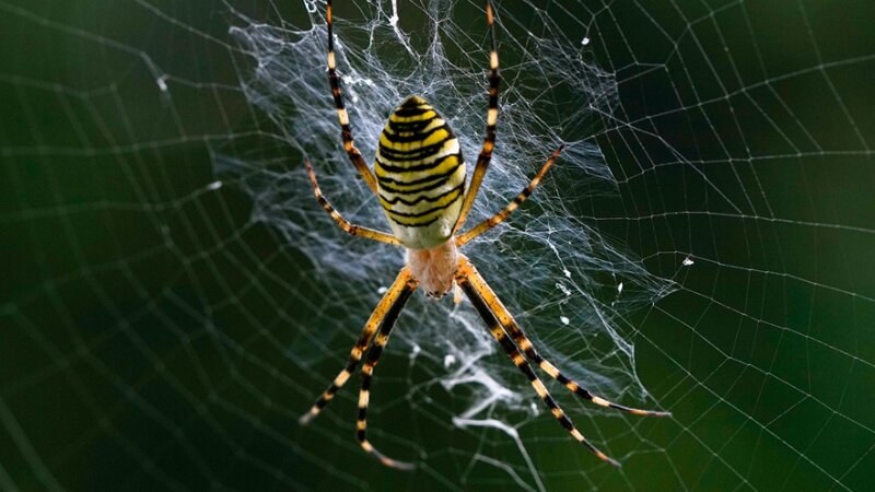 Orb Weaver