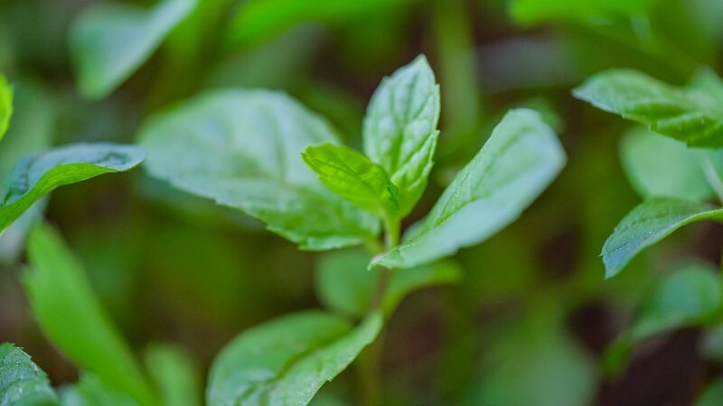 Peppermint Pest Repellent