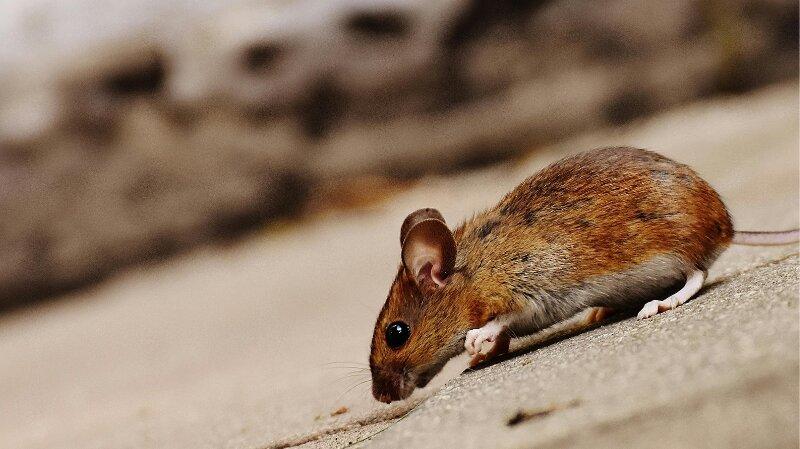 Pest Control Services