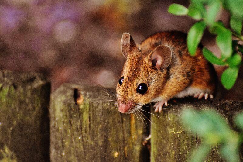 Pest Control During Winter