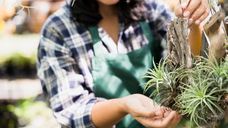 Plants Repel Pests