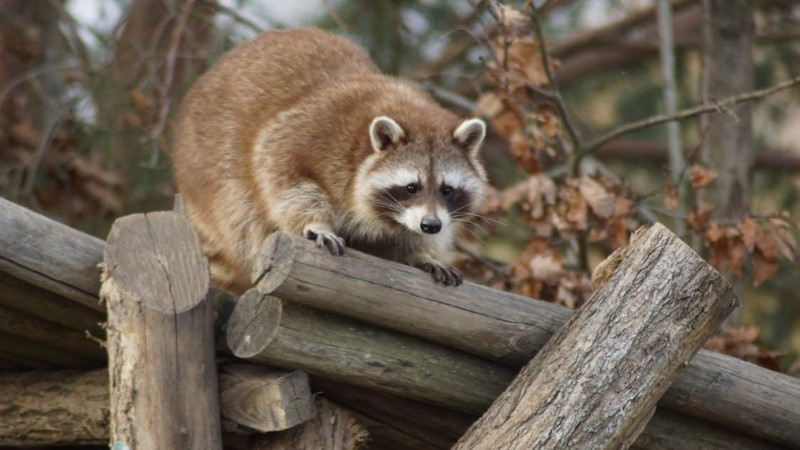 Raccoon climbing on wooden logs