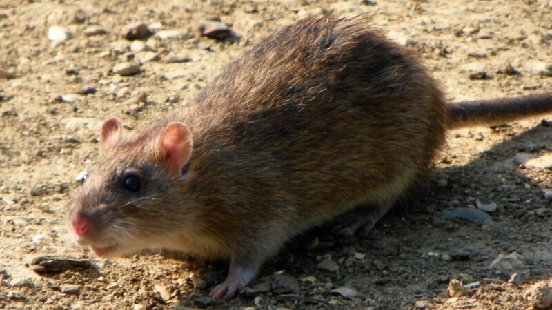 Rat walking in the dirt