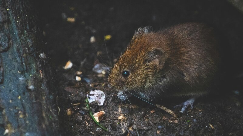 Rodent Control Advice
