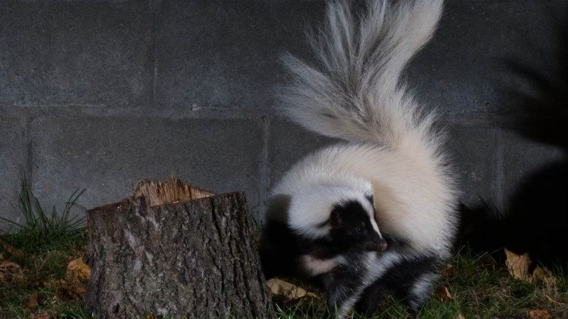 A striped skunk with raised tail stands near a tree stump at night, ready to spray in defence
