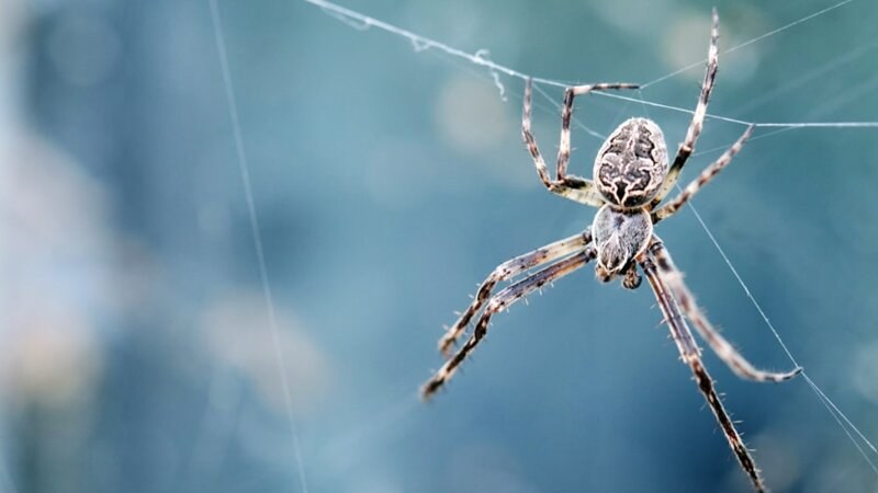 Black and white spider creating a web