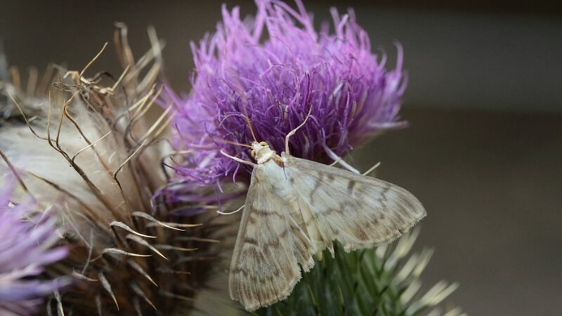 Spongy Moth