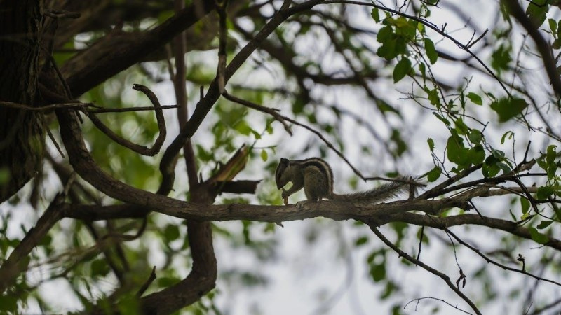 A squirrel perched on a tree branch in a yard surrounded by greenery.