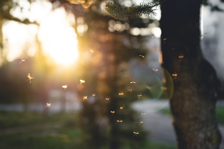 Swarm of mosquitoes at sunrise
