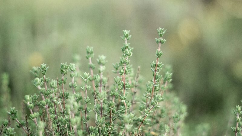 Thyme Pest Repellent