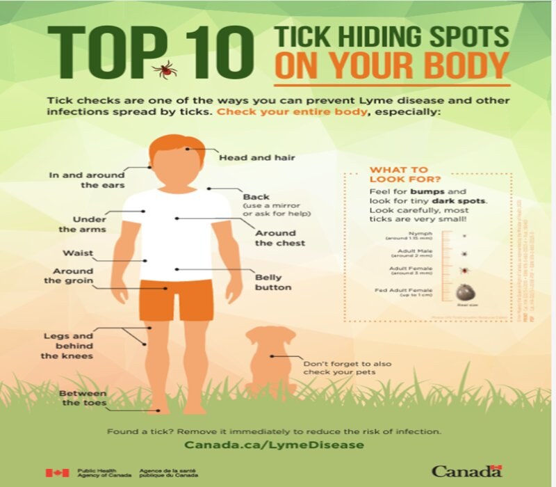 Tick Hiding Spots