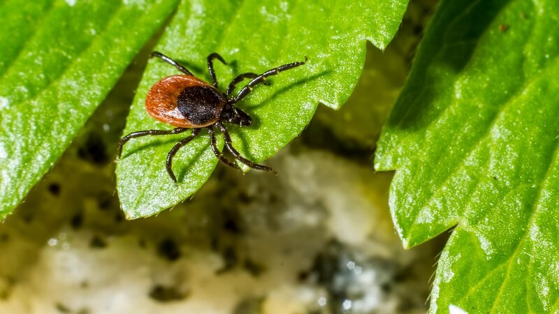 Tick Leaf