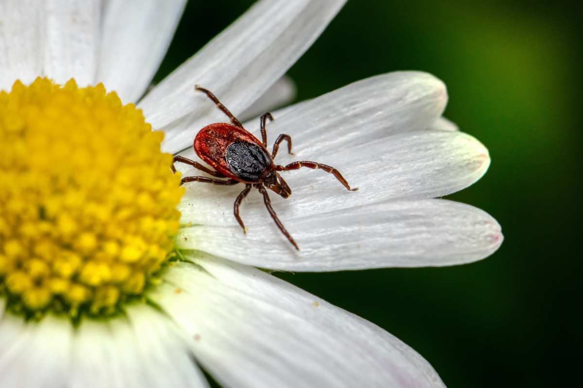 A tick on a flower