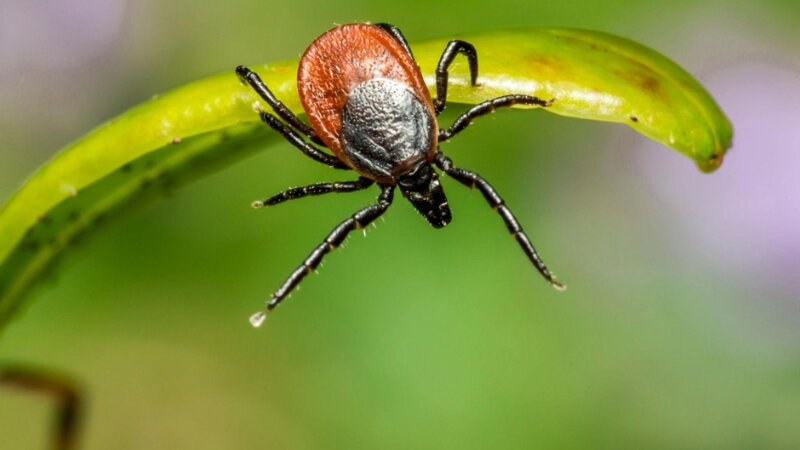 Tick On Leaf