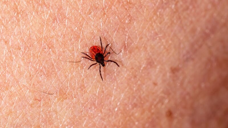 Tick on skin