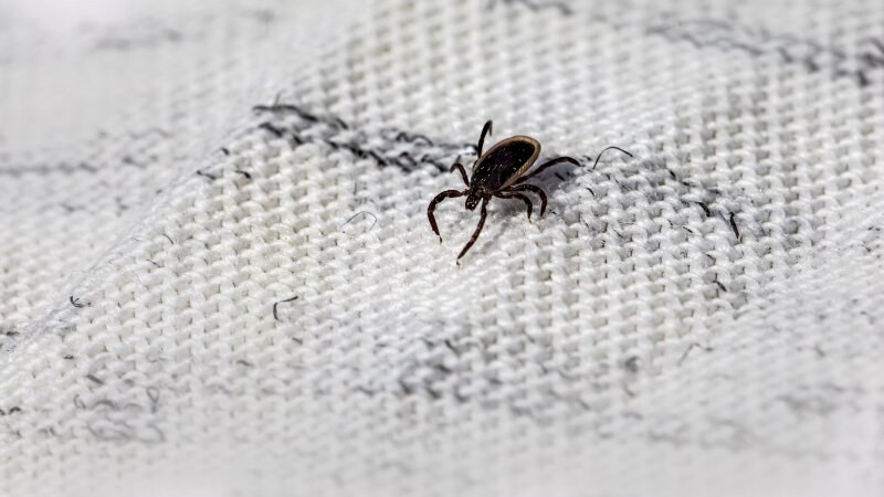 Close up picture of a bed bug on white fabric
