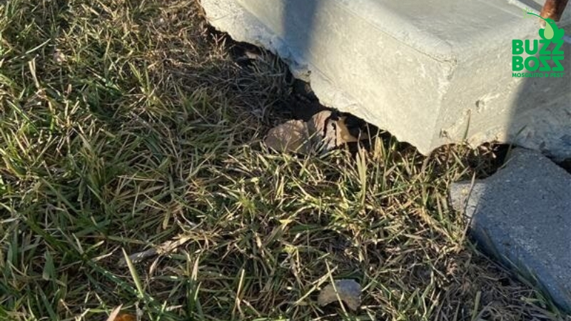 Damage caused by a vole by Buzz Boss
