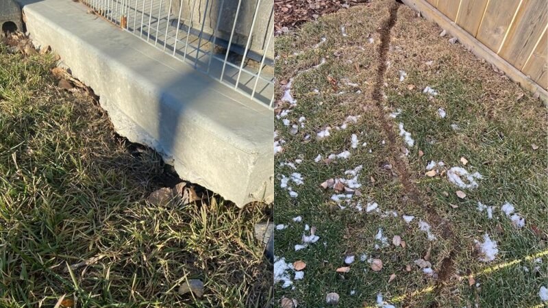 Vole Problem Signs
