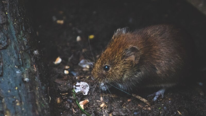 Vole Problem
