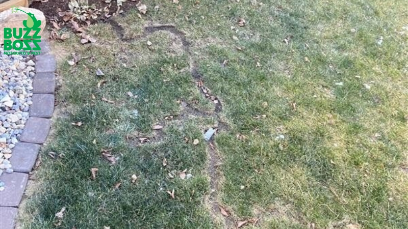 Vole damage in the backyard by Buzz Boss
