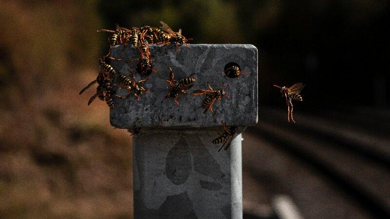 Wasps making a nest on a pole in a yard