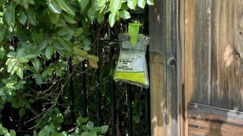 Wasp Trap