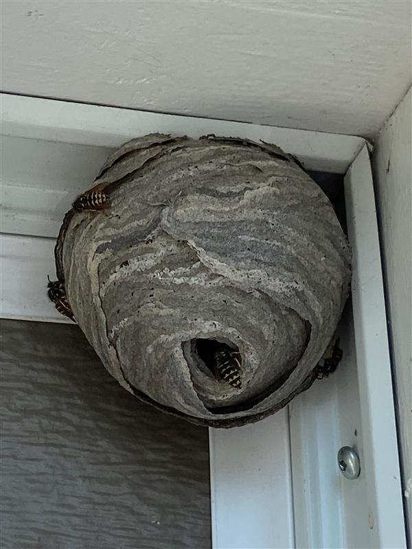 Waspnest