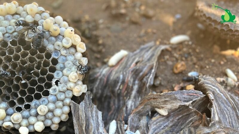 Wasp nest cutout by Buzz Boss