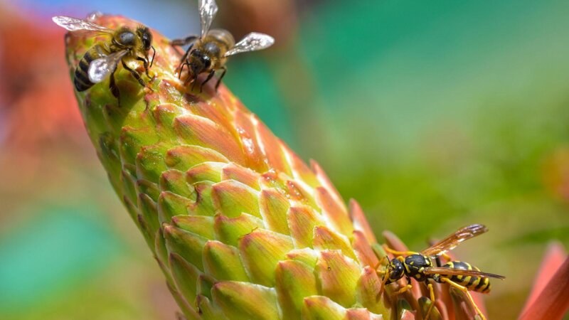 Wasps