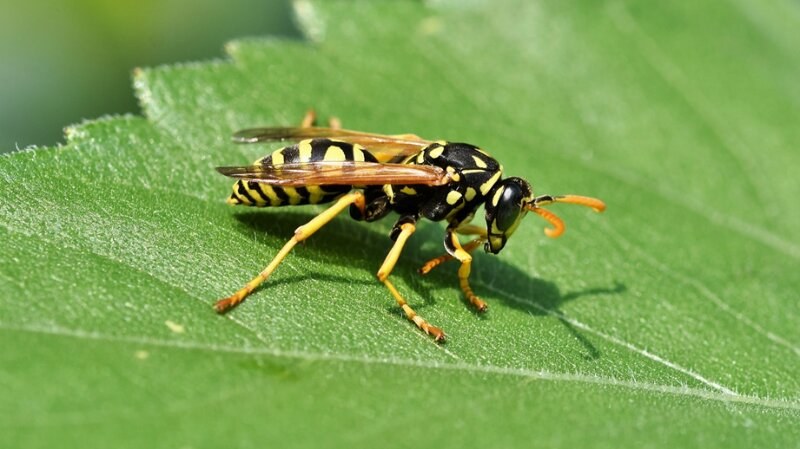 Yellow Jacket